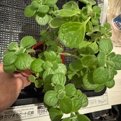 観葉植物　多肉植物　ハーブ　アロマティカスの画像