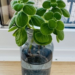 観葉植物　多肉植物　ハーブ　アロマティカスの画像