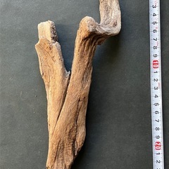 アクアリウム・流木の画像