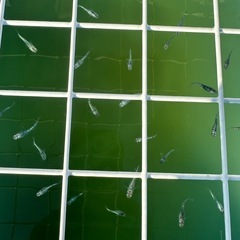 【御神めだか】　オランジェ・レックウザの画像