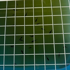 【御神めだか】　オランジェ・レックウザの画像