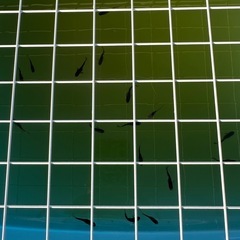 【御神めだか】　オランジェ・レックウザの画像