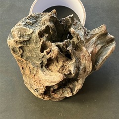 アクアリウム・流木の画像