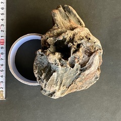 アクアリウム・流木の画像