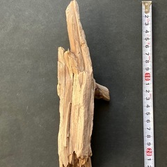 アクアリウム・流木の画像