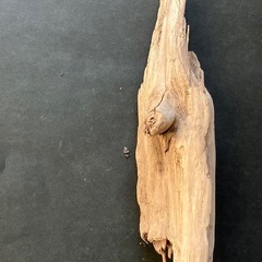 アクアリウム・流木の画像