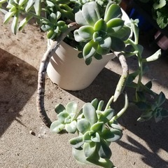 多肉植物　16　徒長していますの画像