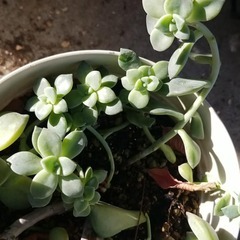 多肉植物　16　徒長していますの画像