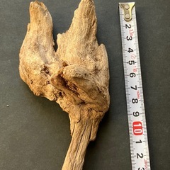 アクアリウム・流木の画像