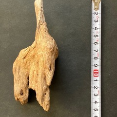 アクアリウム・流木の画像