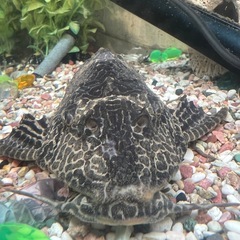 プレコ 一匹 体長20cm程の画像