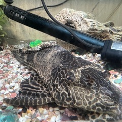 プレコ 一匹 体長20cm程の画像