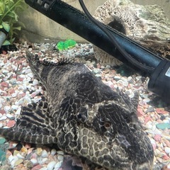 プレコ 一匹 体長20cm程の画像