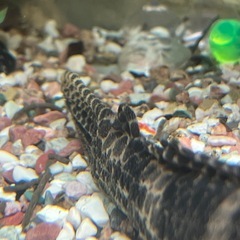 プレコ 一匹 体長20cm程の画像