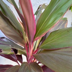 観葉植物・コルジリネの画像