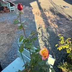 値引き🉐バラ苗の画像