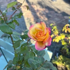 値引き🉐バラ苗の画像