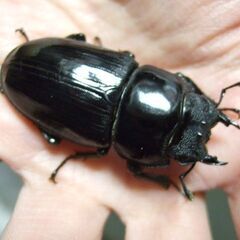 佐賀県産オオクワガタ ♀47.8ミリの画像