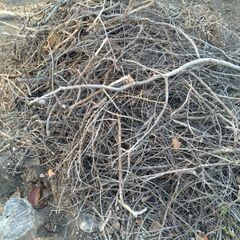 剪定材 小枝 もらってください 引取をお願いしますの画像