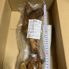 馬骨　犬の画像