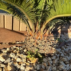 ソテツ ヤシの画像