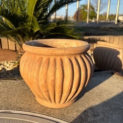 ソテツ ヤシの画像