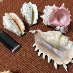 【珍品】貝殻 綺麗な貝がら 色々たくさん シェル 天然 観賞 自然 コレクションの画像