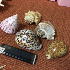 【珍品】貝殻 綺麗な貝がら 色々たくさん シェル 天然 観賞 自然 コレクションの画像