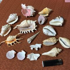 【珍品】貝殻 綺麗な貝がら 色々たくさん シェル 天然 観賞 自然 コレクションの画像