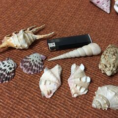 【珍品】貝殻 綺麗な貝がら 色々たくさん シェル 天然 観賞 自然 コレクションの画像