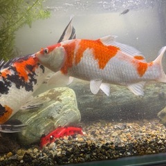 錦鯉　昭和三色　紅白の画像