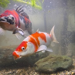 錦鯉　昭和三色　紅白の画像