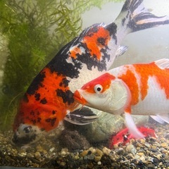 錦鯉　昭和三色　紅白の画像