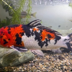 錦鯉　昭和三色　紅白の画像