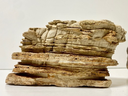 秋田産珪化木天然石木化石庭石鑑賞石木化石置物標本希少模様 (田中) 南