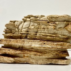 秋田産珪化木天然石木化石庭石鑑賞石木化石置物標本希少模様 (田中) 南