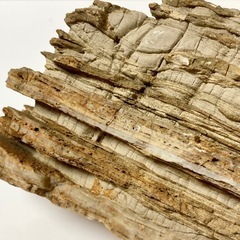 秋田産珪化木天然石木化石庭石鑑賞石木化石置物標本希少模様 (田中) 南