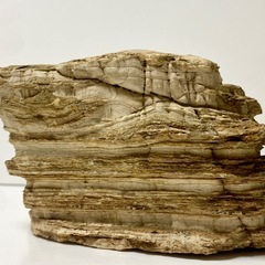 秋田産珪化木天然石木化石庭石鑑賞石木化石置物標本希少模様 (田中) 南