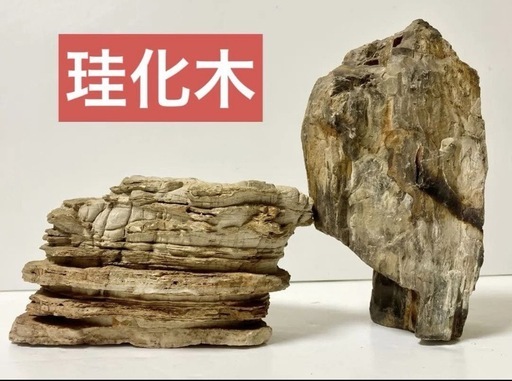 秋田産珪化木天然石木化石庭石鑑賞石木化石置物標本希少模様 (田中) 南