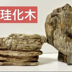 秋田産珪化木天然石木化石庭石鑑賞石木化石置物標本希少模様 (田中) 南