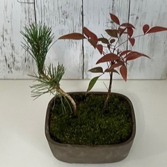 黒松・南天盆栽の画像