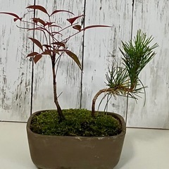 黒松・南天盆栽の画像