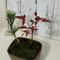 黒松・南天盆栽の画像