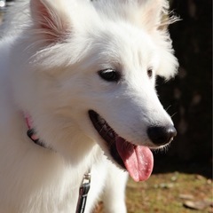 (取引中)サモエド ０才6ヶ月 石川県内のみ