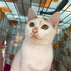 とっても可愛い4ヶ月の子猫ちゃん🐈