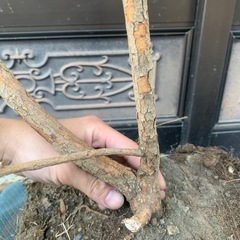 
アポロ大株1本の画像