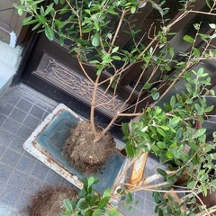 
アポロ大株1本の画像