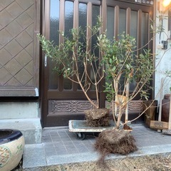 
アポロ大株1本の画像