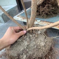 
アポロ大株1本の画像