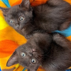 可愛い黒猫姉妹